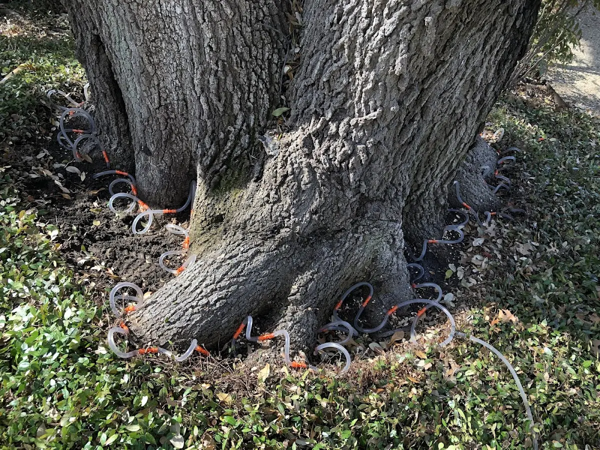 Detailed Tree Cabling and Bracing job site in Sprakers