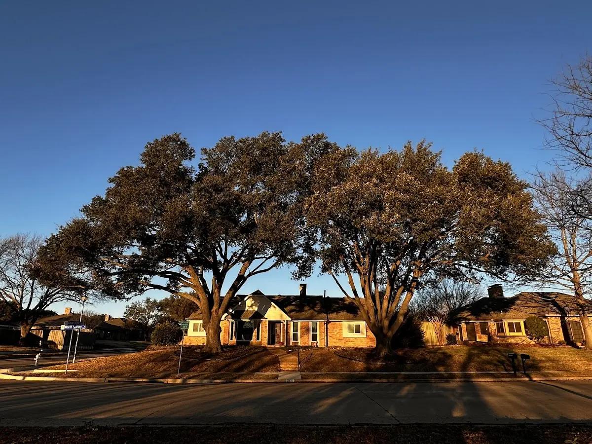 Established residential canopy tree shading a home in Sprakers